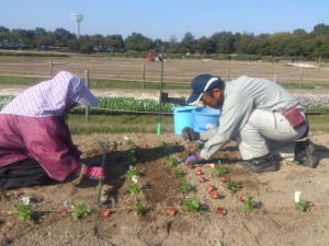 チューリップ　植え付け