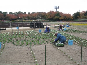 花ひろば　作業