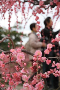 広がる梅の香り