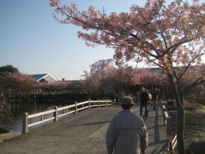 河津桜