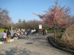 河津桜