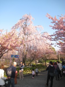 しだれ桜　村の市前