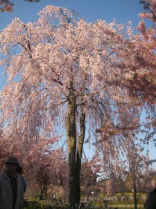 しだれ桜　里内２