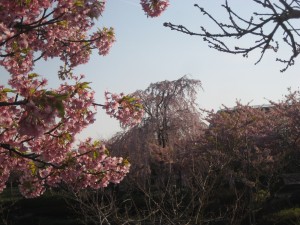 しだれ桜　ベゴニア前