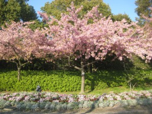 河津桜里内