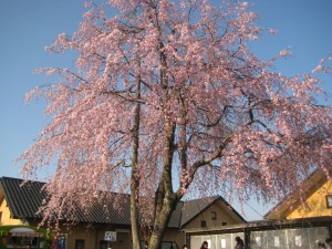 しだれ桜　村の市前