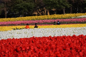 花ひろば　チューリップと戯れる