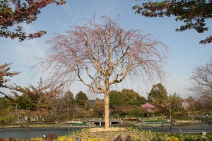 しだれ桜