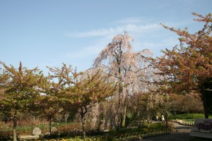 しだれ桜