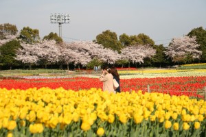 チューリップまつり　はじまる