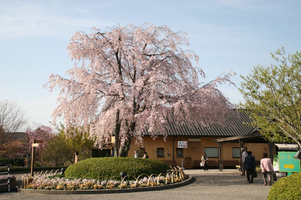 しだれ桜