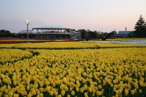 花ひろば　チューリップ