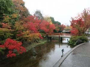 紅葉昼間