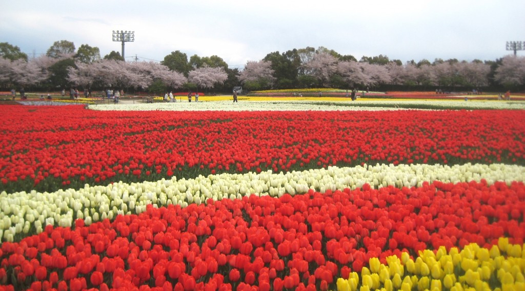 昨年4月6日撮影