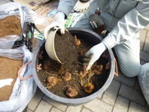 植え付け