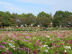 IMG_9243+1