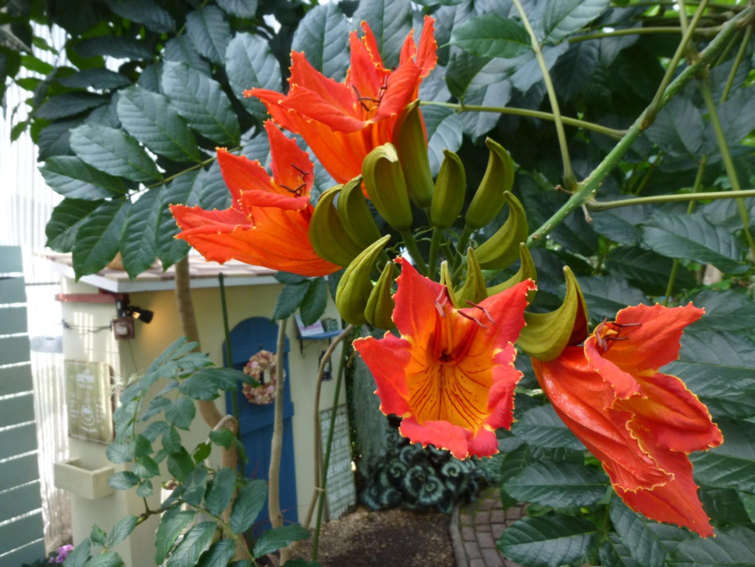 世界三大花木の1つ！カエンボクが開花しました☆｜<br /> <b>Warning 